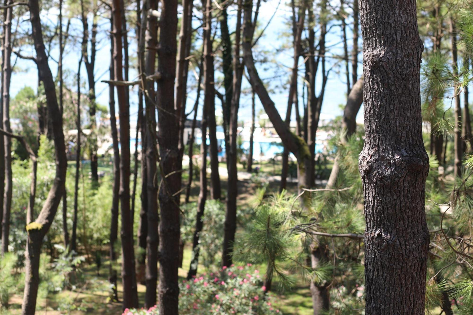 Andamati Beach Resort Grigoleti Dış mekan fotoğraf